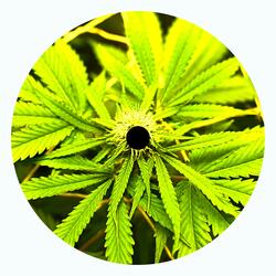 MARTIN Crumpled Dollar Bill