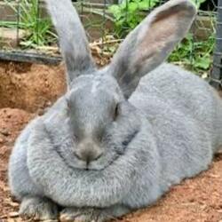 Dewlap