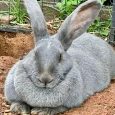 Dewlap