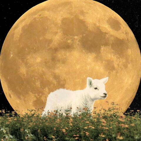 Praise The Lamb Of God
