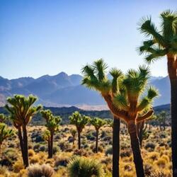 Plant My Roots in Desert Grass (Mesquite, Nevada)