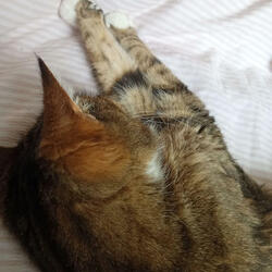 My Love (A Requiem part 2)