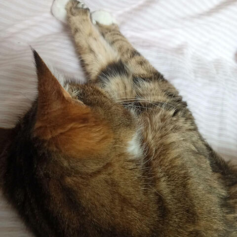 My Love (A Requiem part 2)