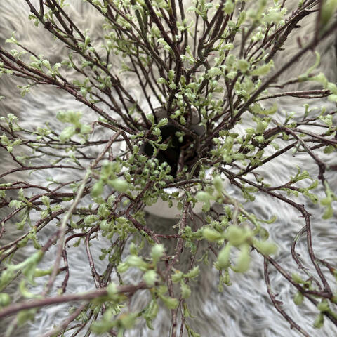 Wraith (feat. ItoCantSleep)