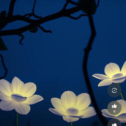Garden of Midnight
