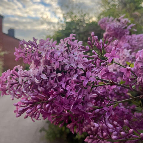 Fun lilacs