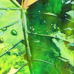 Last Rain