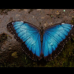 Just Like A Butterfly