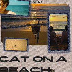 Cat On a Beach