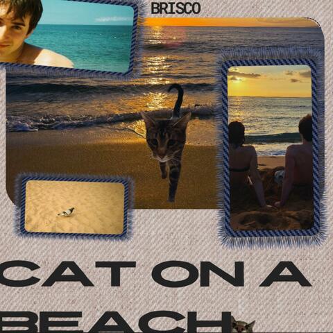 Cat On a Beach
