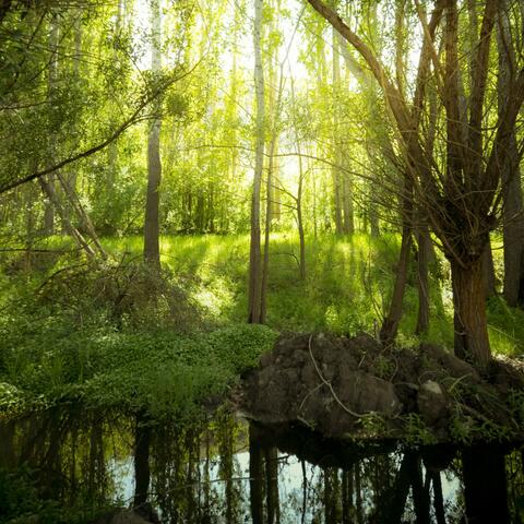 Hidden Glade