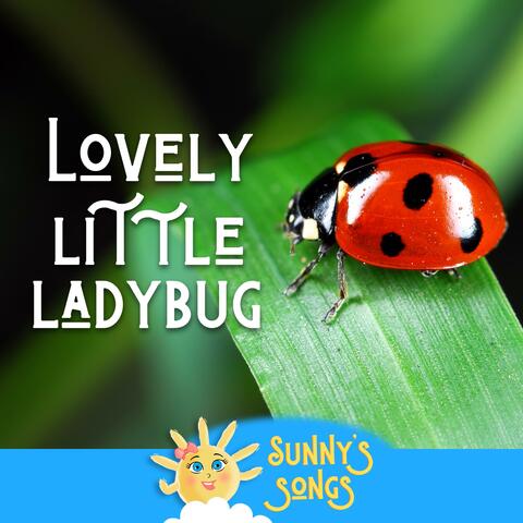 Lovely Little Ladybug