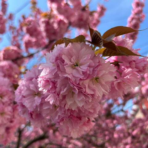 Spring