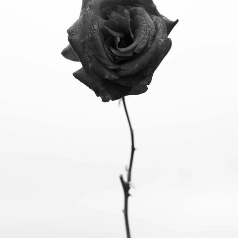 REALITY CHECK (feat. HERBZ L'ARTISTE)