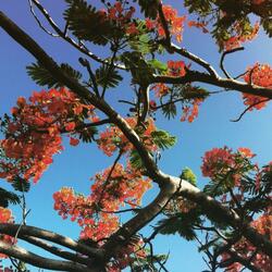 Your Branches Speak to Me of Love