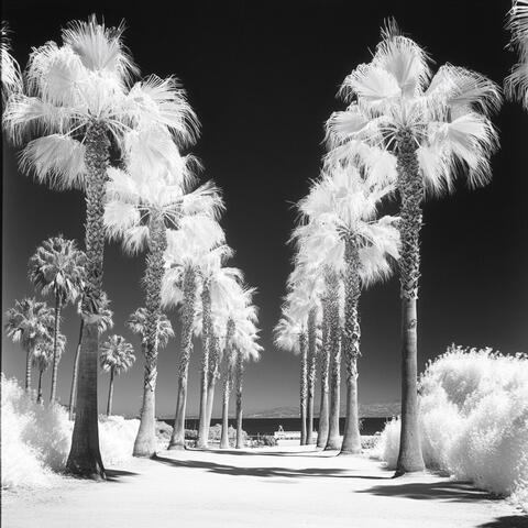 PALM TREES (MIXTAPE)