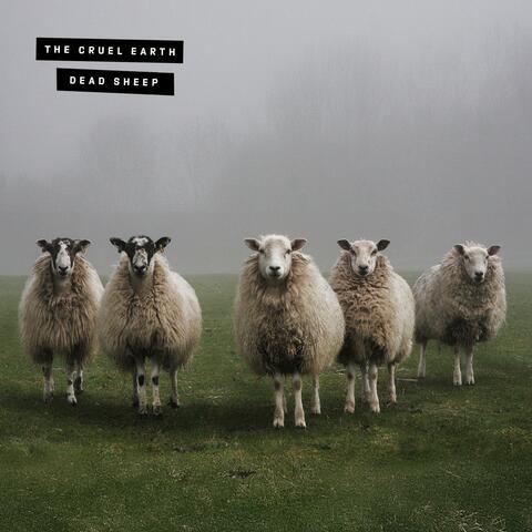 Dead Sheep (The Dire Wolf Returns)
