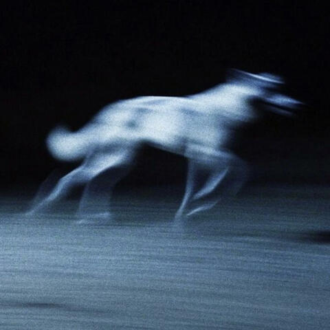 HUSKY
