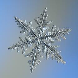 Snowflake, June 9th
