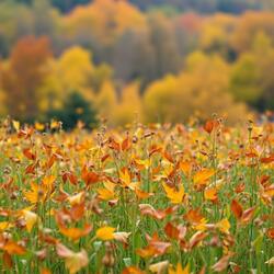 Echoes of Autumn