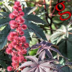 Ricinus communis