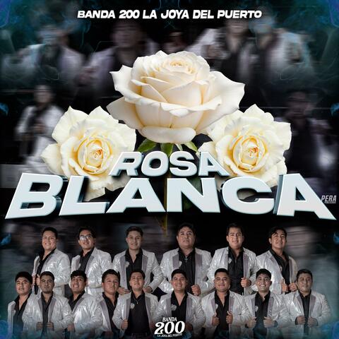 Rosa Blanca
