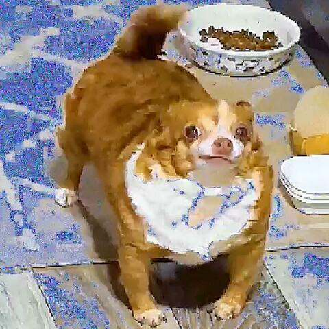 wôôf
