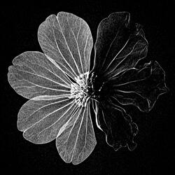 Violet (doomer)