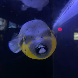 Do A Little Dance Underwater, Fall Asleep