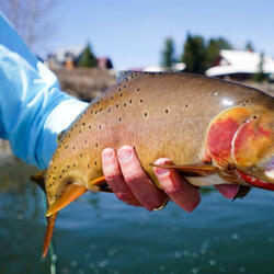 cutthroat trout ft. Big Aj (feat. Big Aj)