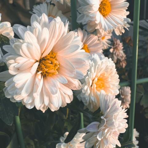 드라마의날 (dramaday)