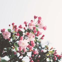 Chopin: Nocturnes, Op. 9, No. 1 in B flat minor