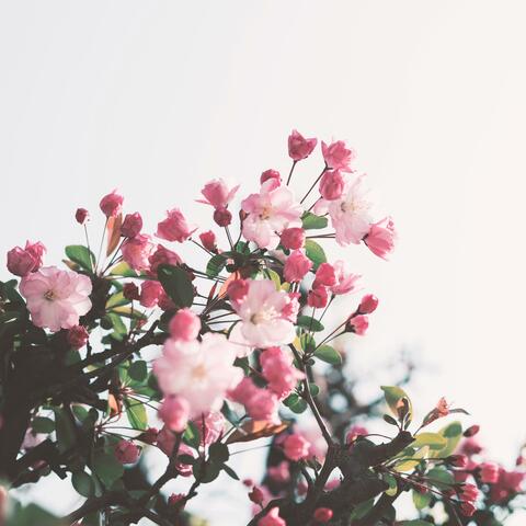 Chopin: Nocturnes, Op. 9, No. 1 in B flat minor
