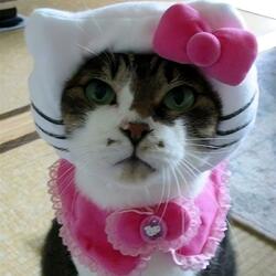 eu n ligo para essa hoe