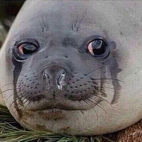 Smile Please, Seal