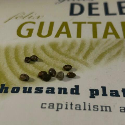 9 seeds