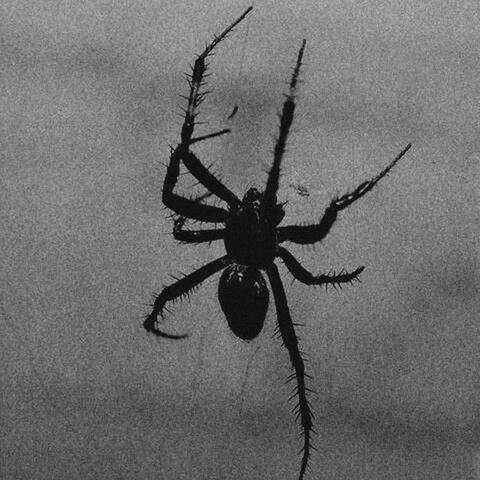 ARACHNIDES