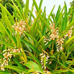 Bloom of Shell Ginger