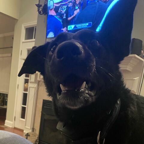 Feed The Scraps To The Dogs