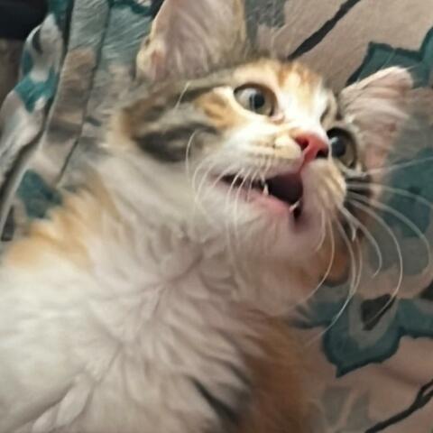 Masamdaki eli sargılı kedi