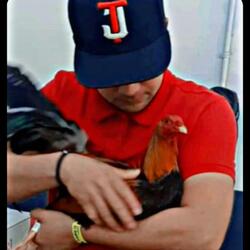 Pollito ACM
