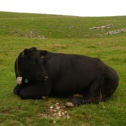 it's always been this way