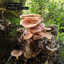 Berkeley’s Polypore (Bondarzewia berkeleyi)