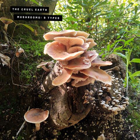 Mushrooms: 9 Types