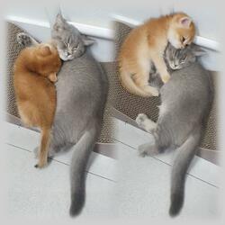 My Lovely Baby Cat 'Guseul, Garam' (1) 연주곡