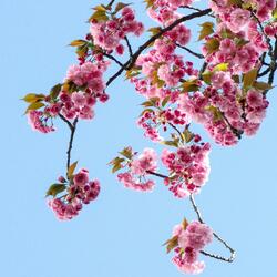 A Garden Remembered