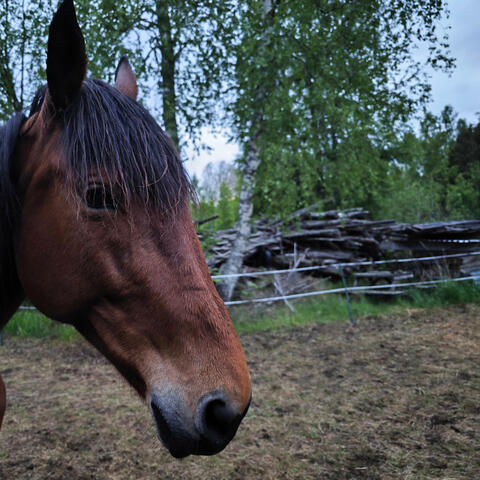 GARBO My Loving Horse