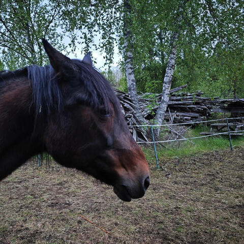 Duttan Of Dutchess