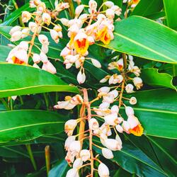 Shell Ginger Swaying