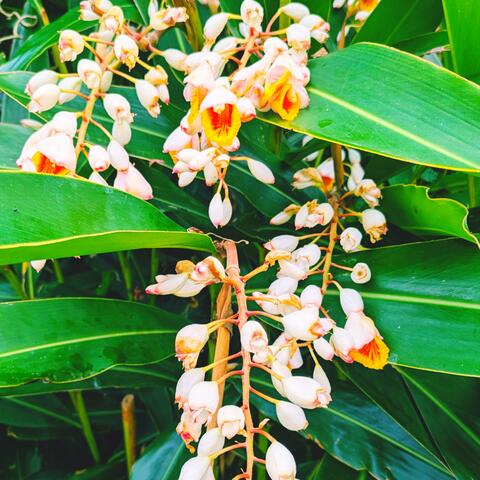 Shell Ginger Swaying